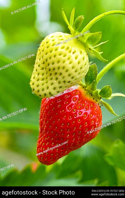 16 May 2023, Brandenburg, Pillgram: A ripe strawberry is seen next to a still green fruit in a greenhouse from the Patke Winery