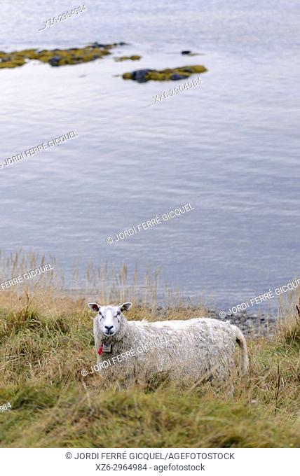 Lamb on a field near Stave, Andoya island, Archipelago of Vesterålen, county of Nordland, Norway, Europe