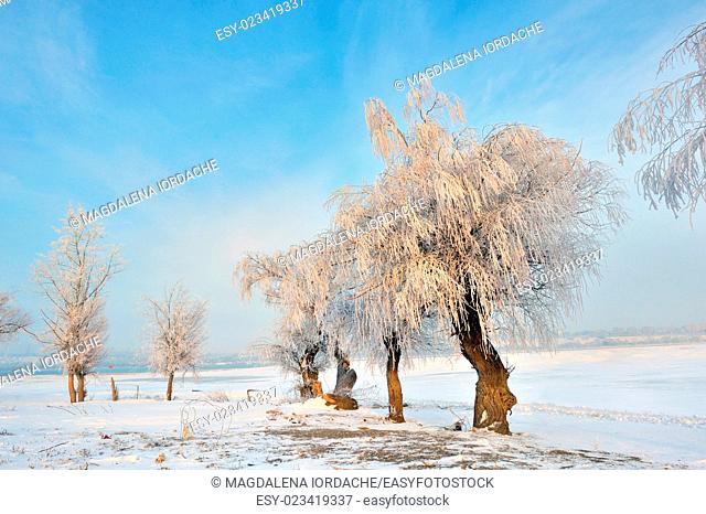 Frosty winter trees near Danube river
