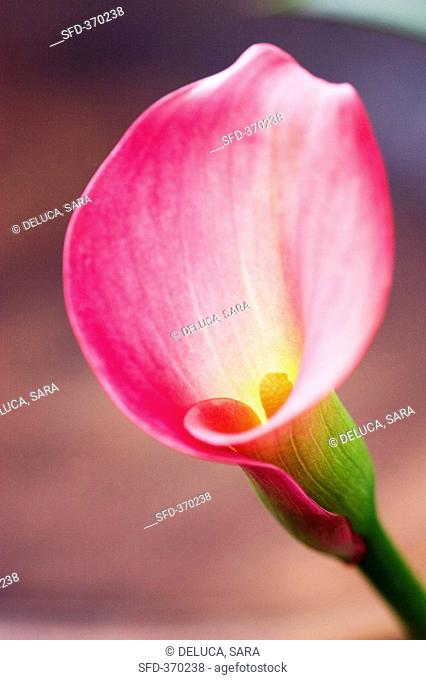 A pink calla lily close-up
