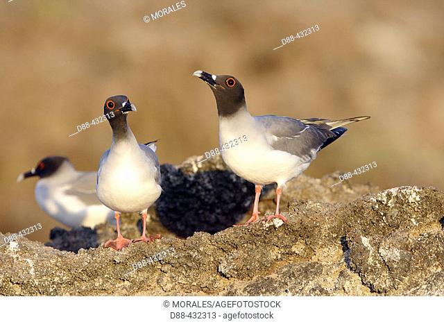 Swallot-tailed Gull (Creagrus furcatus). Genovesa (Tower) island, Galapagos Islands. Ecuador