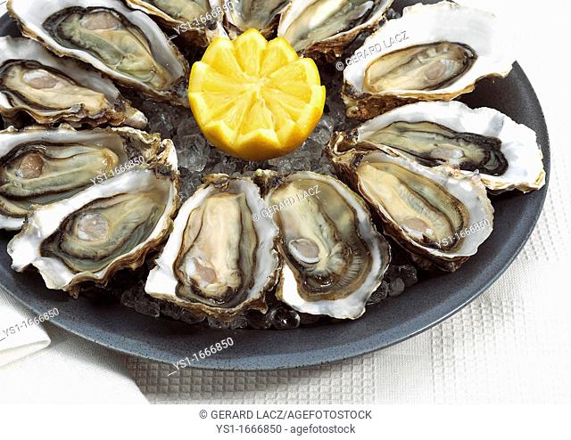 French Oyster Called Marennes d'Oleron, ostrea edulis, Seafoods with Lemon on Plate