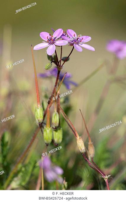 common stork's-bill, red-stemmed filaree, pin clover (Erodium cicutarium), with flowers and fruits, Germany