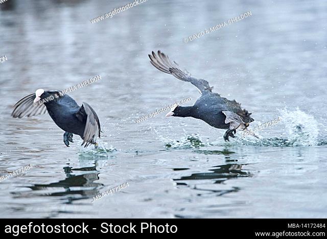 coot or coot (fulica atra) running across a lake, bavaria, germany