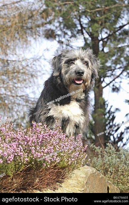 Bearded mixed-breed, female, 4 years, sitting on rocks next to erica herb. Background blue sky and trees