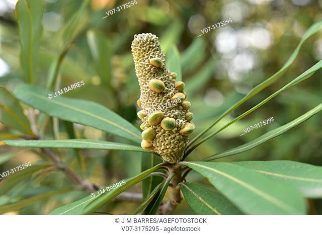 Coast banksia (Banksia integrifolia) is an evergreen shrub or small tree native to eastern Australia coasts. Infrutescence detail