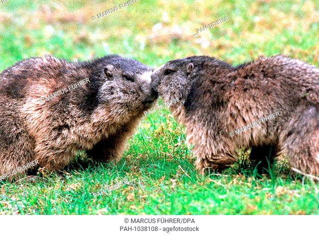 A couple of Alpine marmots nose-to-nose at Hellabrunn Zoo in Munich in 1999. | usage worldwide. - München/Bayern/Germany