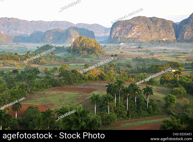 The Viñales Valley, officially a national park, with its boulder-like hills, the unique mogotes and scattered Cuban royal palms (Roystonea regia)