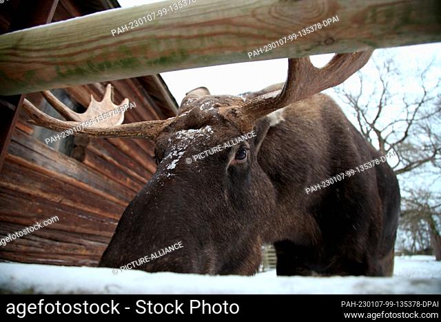 13 December 2022, Sweden, Stockholm: A bull moose stands in the Skansen open-air museum in Stockholm. Photo: Demy Becker/dpa. - Stockholm/Sweden