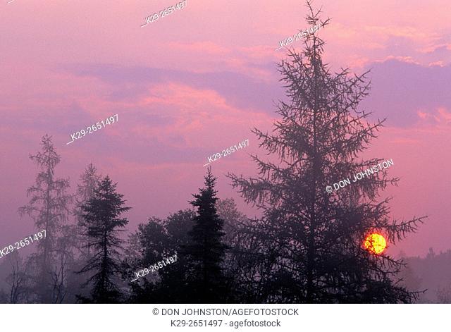 Spruces and larches at sunrise with light mist, Greater Sudbury, Ontario, Canada