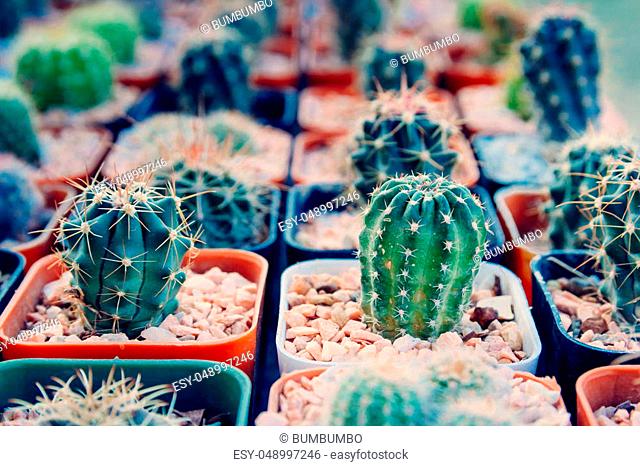 Cactus planted in pots -color effect