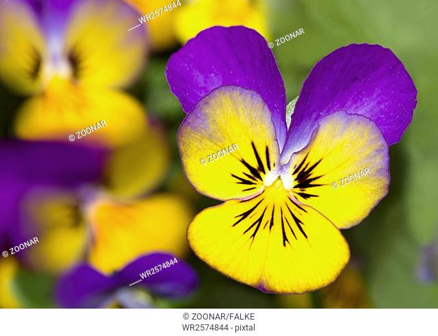 Horned pansy Viola cornuta