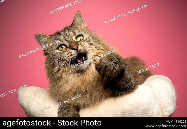 playing tabby norwegian forest cat raising paw with mouth open on pink background with copy space