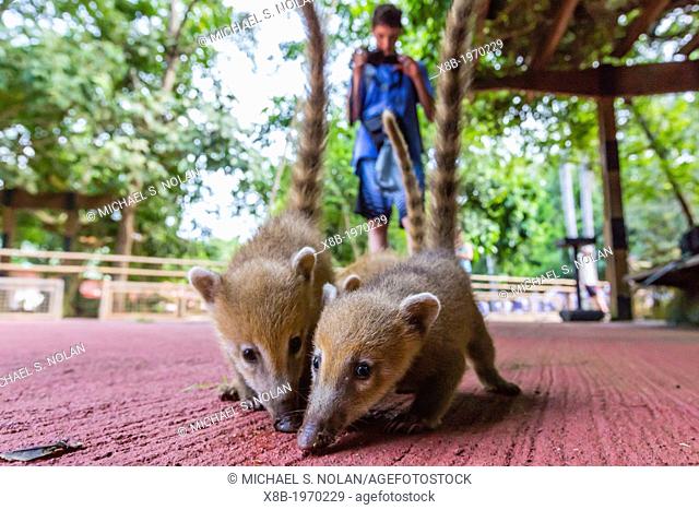South American coati family, Nasua nasua, looking for handouts within Iguazú Falls National Park, Misiones, Argentina, South America