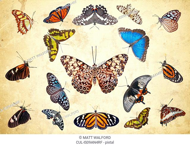 Symmetrical display of a group of butterflies