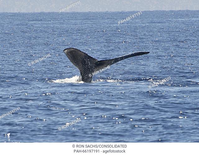 The tail of a Humpback Whale off the coast of Lahaina, Maui, Hawaii on Thursday, February 25, 2016. Adult Humpback males range between 40 and 52 feet and weigh...
