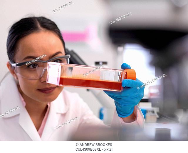 Female scientist examining cell cultures growing in a culture jar in the laboratory