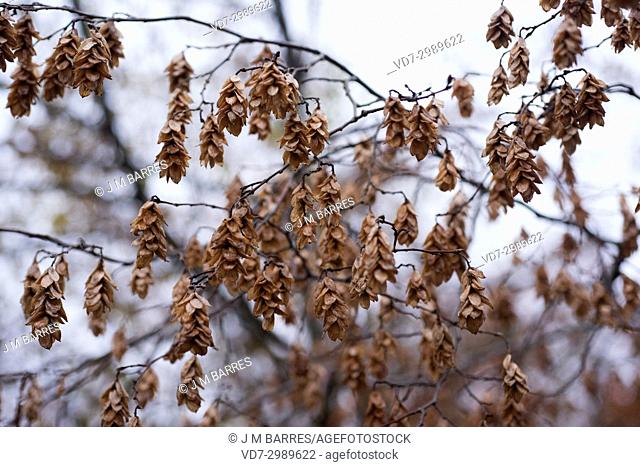 European hop-hornbeam (Ostrya carpinifolia) is a deciduous tree Betulaceae family. This photo was taken in Plitvice National Park, Croatia
