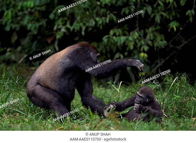 Western lowland gorilla sub-adult male 'Kunga' aged 13 years playing with juvenile male 'Tembo' aged 4 years (Gorilla gorilla gorilla)