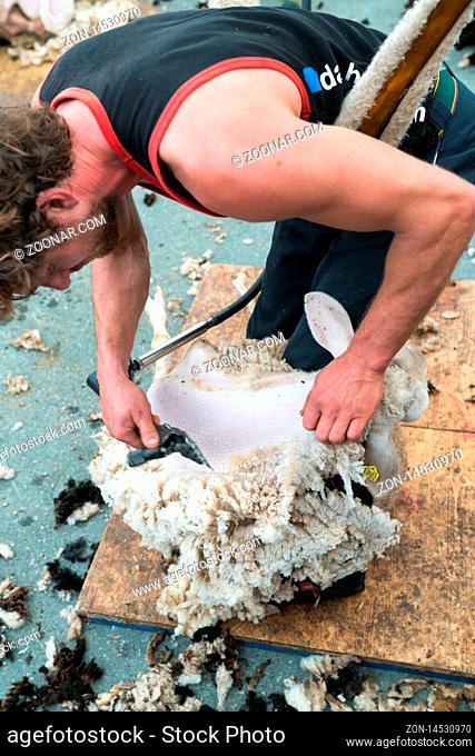 Savognin, GR / Switzerland, - 12 October, 2019: A detailed view of a shepherd shearing his sheep for the wool