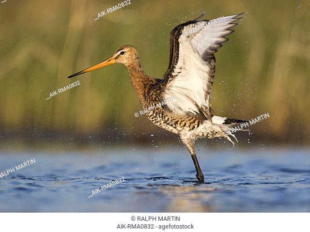 Adult male Black-tailed Godwit (Limosa limosa limosa) taking a bath in a freshwater shallow lake near Tscheljabinsk in Russia. Flapping it’s wings