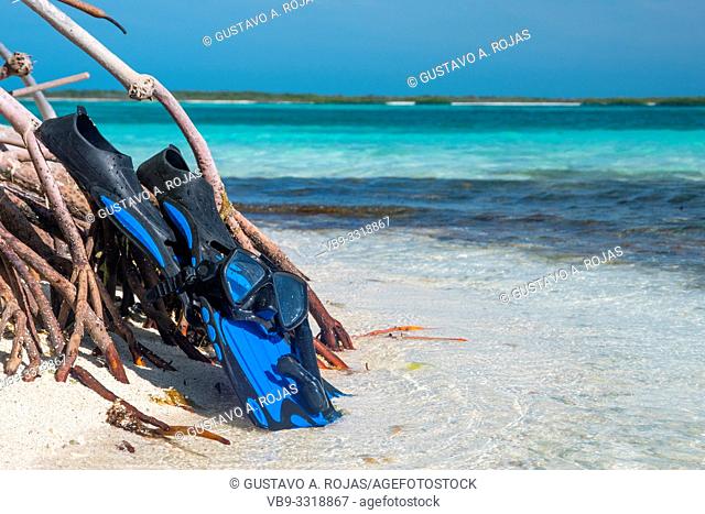 snorkel equipment on a reef coral - Fins, mask, tube. Equipment for diving - Coral Reefs On the beach