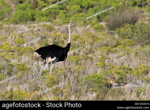 South African Ostrich (Struthio camelus australis), adult male with youngs, West Coast Nationalpark, Western Cape, South Africa, Africa