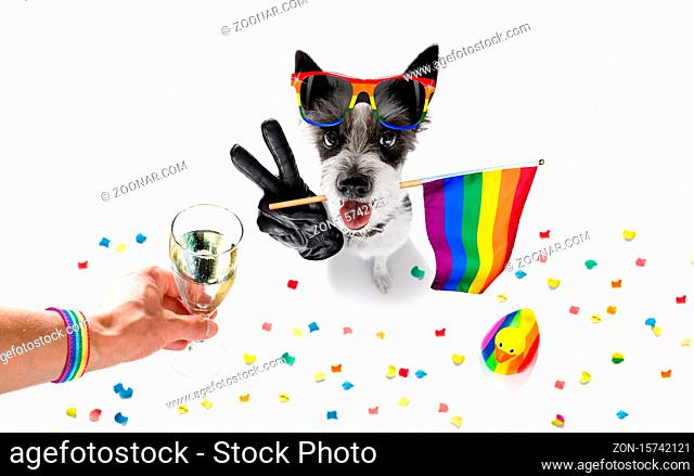 crazy funny gay homosexual poodle terrier dog proud of human rights , sitting and waiting, with rainbow flag tie and sunglasses , cheers with cocktail a toast