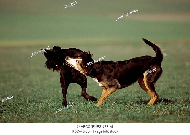 Giant Schnauzer and Mixed Breed Dog, playing, side