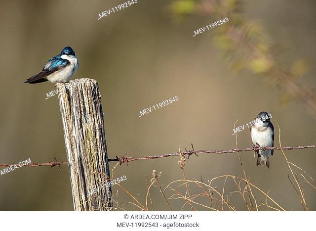 Tree Swallow - Tachycineta bicolor - Mated pair sitting on old fence in farm field in May - Connecticut - USA Tree Swallow, Tachycineta bicolor