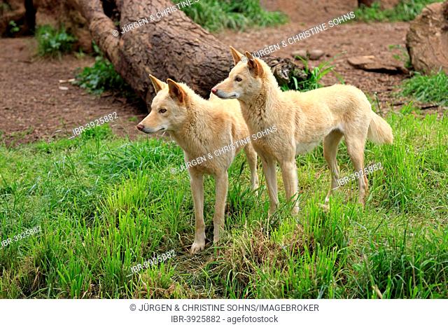 Dingoes (Canis familiaris dingo), Australia