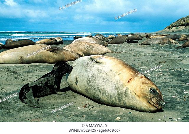 southern elephant seal Mirounga leonina, female suckling, Argentina