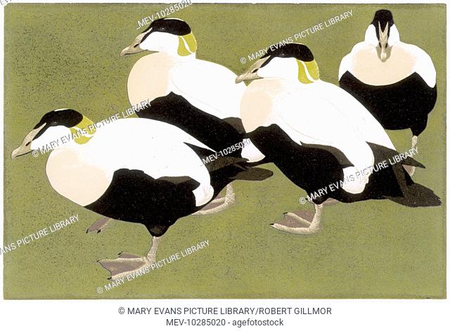 Four Eider Ducks. Linocut Print by Robert Gillmor