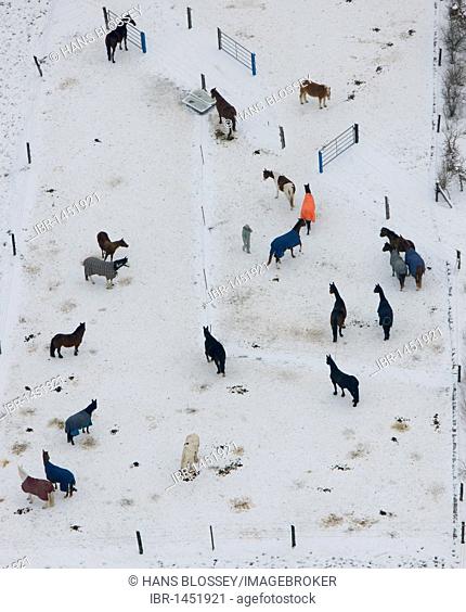 Aerial photo, horses in the snow, horse ranch, Kettwig, Essen, Ruhr area, North Rhine-Westphalia, Germany, Europe