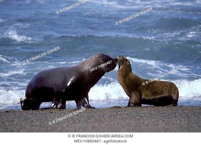 South American / Southern / Patagonian Sealion - Male and female (Otaria flavescens). Coast of Patagonia, Argentina. Latin formerly Otaria byronia