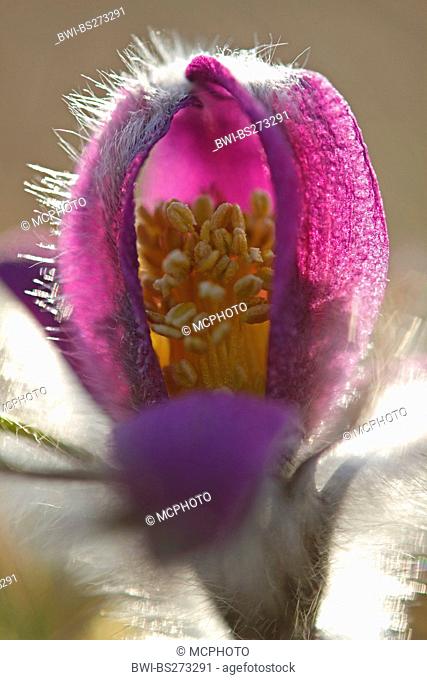 pasque flower Pulsatilla vulgaris, macroshot of bud in backlight, Germany, Rhineland-Palatinate