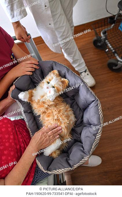 19 June 2019, Brandenburg, Wolletz: An older stroke patient strokes the robot cat Lizzy from GLG Fachklinik Wolletzsee GmbH