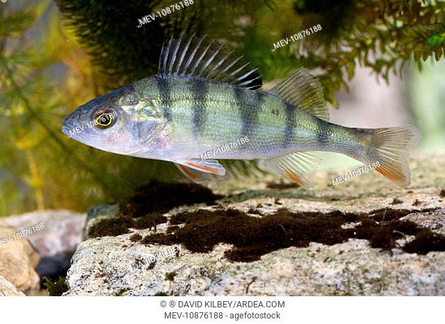Perch - Photographed underwater with fins raised (Perca fluviatilis). Wiltshire, England, UK
