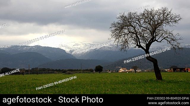 02 March 2023, Spain, Sa Pobla: Almond fields with snow-capped mountains of Serra de Tramuntana in the background, a mountain range in the northwest of Mallorca