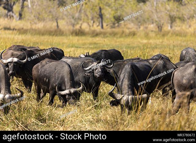 A herd of water buffalo, Bubalus bubalis in long grass on marshland