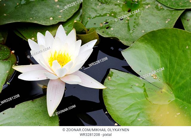 white flowers and leaves of water lilies