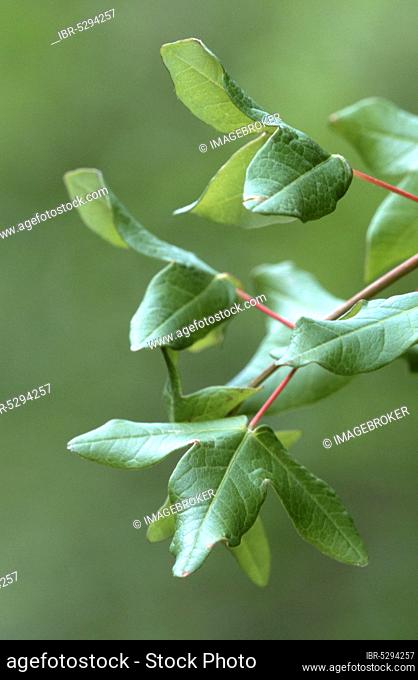 Montpellier Maple (Acer monspessulanum), Provence, Southern France, montpellier maple, Southern France, French, Europe, plants, shrubs, shrubs, maple family
