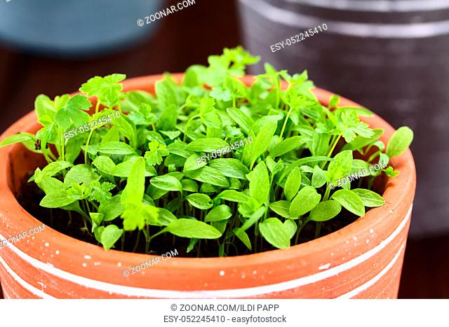 Many small parsley seedlings in pot (Selective Focus, Focus one third into the plants)