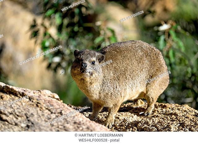 Africa, Namibia, Erongo Moutains, Rock dassie, Procavia capensis, standing