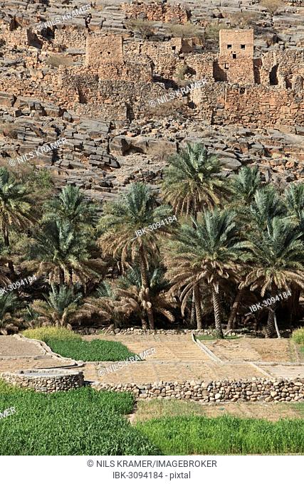 Oasis with date palms and green fields in front of the historic ruins of the village of Al Hajir, Jebel Shams, Al Hajar Mountains, Al Hajir, Ad Dakhiliyah, Oman