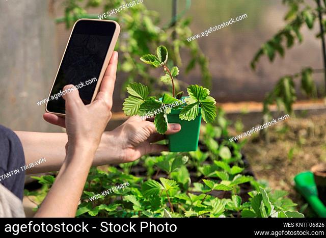 Hand of farmer photographing potted plant through smart phone