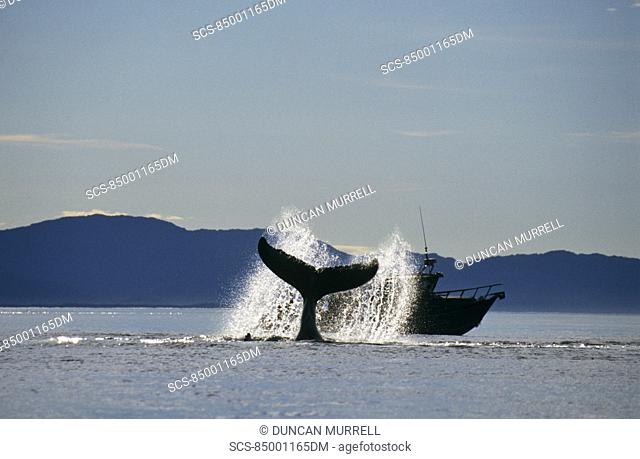 Humpback Whale Megaptera novaeangliae lobtailing Icy Straits, S E Alaska