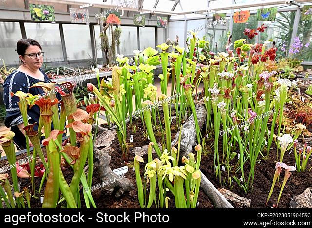 Carnivorous plants exhibition in the Botanical Garden of the Faculty of Science, Masaryk University, Brno, Czech Republic, May 19, 2023