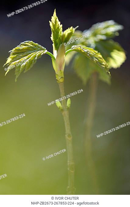 Sycamore Tree saplings, Acer pseudoplatanus, Friston Forest, Sussex, Great Britain