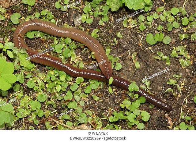 common earthworm, earthworm, lob worm, dew worm, squirreltail worm, twachel Lumbricus terrestris, on moist ground
